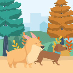 Dogs cartoons design vector illustrator