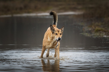 Front view at red mongrel dog standing standing in a puddle with a stick in his teeth