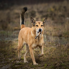 Front view at red mongrel dog standing runnging on a meadow with a stick in his teeth