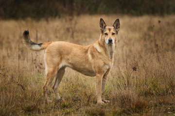 Front view at red mongrel dog standing on a yellow meadow looking at camera. Trees and grass background.
