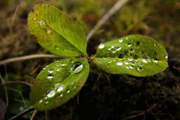 Rain water droplets on plant leaves outdoors in garden