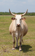 Florida cracker cow.