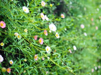 flowers in the grass