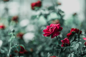 Beautiful red roses flowers,Blossoming of roses flowers and green leaf in garden with sunlight.natural blur background.