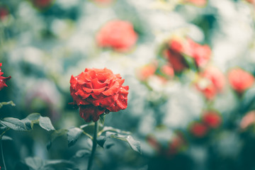 Beautiful red roses flowers,Blossoming of roses flowers and green leaf in garden with sunlight.natural blur background.
