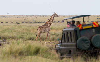 Giraffe among savanna in Africa