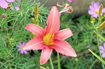 Garden flowers. Lily in bloom