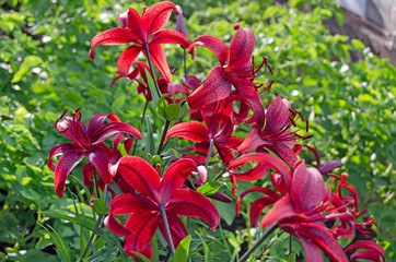 Garden flowers. Lily in bloom
