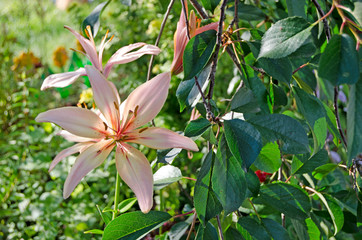 Obraz premium Garden flowers. Lily in bloom