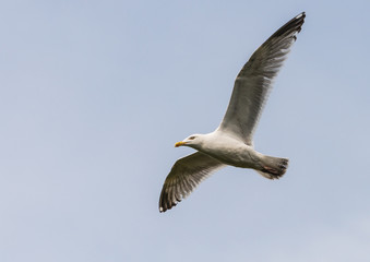 Fototapeta na wymiar Soaring Gull