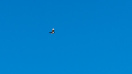 Flying High