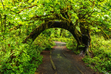 Hoh Rain Forest, Washington, United States of America, nature, landscape, background, wildlife, elk, tourism, Travel USA, North America, evergreen