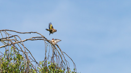 Finch Fight