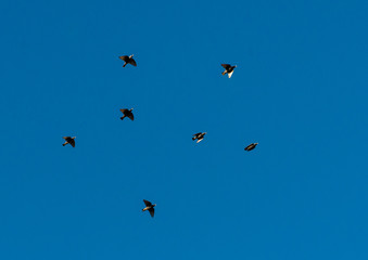 Starlings