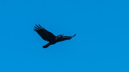 Fototapeta na wymiar Passing Crow