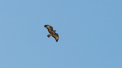 Common Buzzard