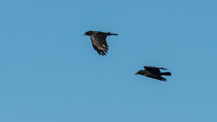 Couple Of Crows