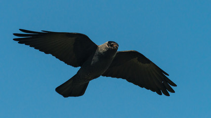 Jackdaw