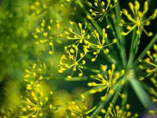 wreaths of dill flowers in the garden