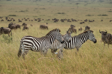 Fototapeta na wymiar Wild herd of zebras flees in africa