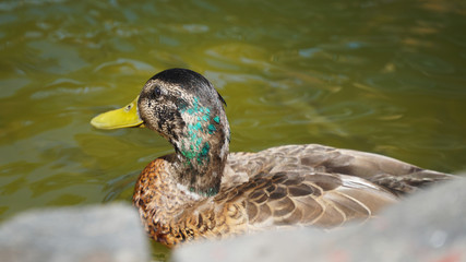 duck in the water