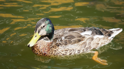 duck in water