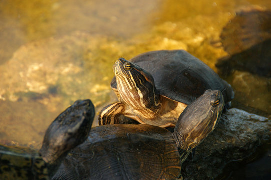 Water turtle. Western painted turtle (chrysemys picta)