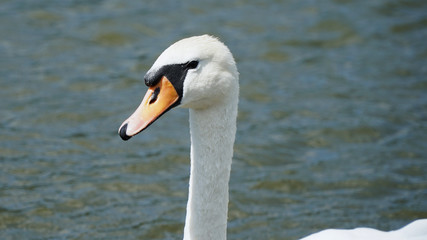 swan on the lake