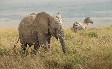 Obraz premium African baby Elephant