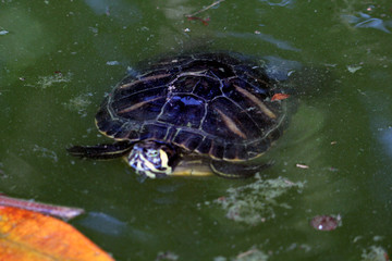 tartaruga