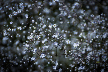 small white flowers isolated on white . shallow dof