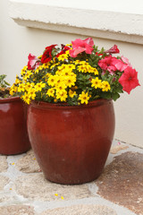 Planter with pink petunia and yellow apache beggarticks flowers in a garden during spring
