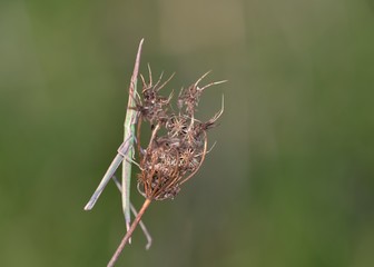 Long-headed grasshopper - Acrida turrita, Crete 