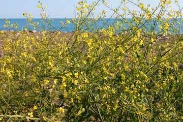 Obraz premium Yellow wildflowers by the sea