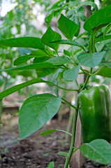 Pepper bushes with fruits. Vegetable bed