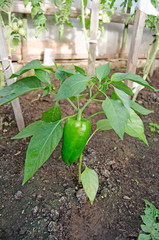 Pepper bushes with fruits. Vegetable bed