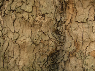  texture, base, natural, graphic, tree bark