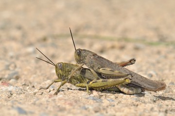 Egyptian Locust (Anacridium aegyptium), Crete 