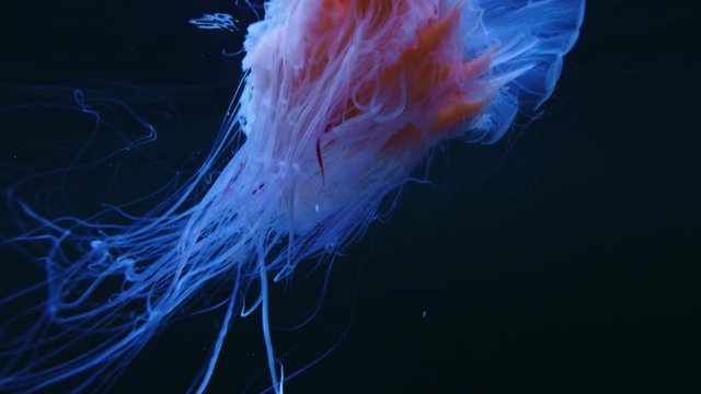 Jellyfish Cianea Capillata in sea water underwater shot