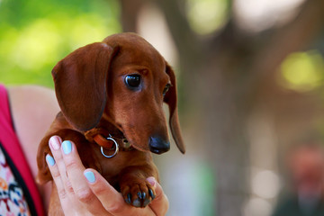 Dog breed dachshund