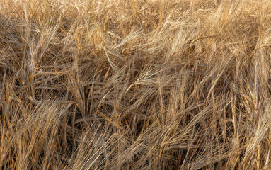 Weizenfeld mit erntereifen Getreider