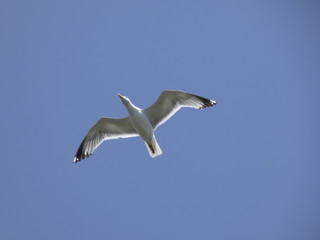 Gaviota volando bajo el cielo azul mediterráneo. Las gaviotas adultas tienen las plumas más claras que las gaviotas jóvenes