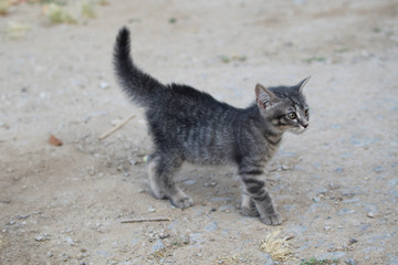 Gatto