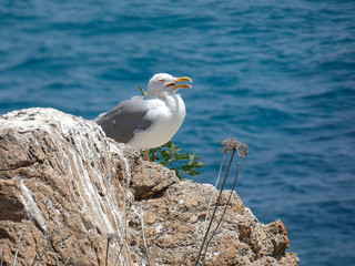 Gaviotas con el fondo azul del mar mediterráneo