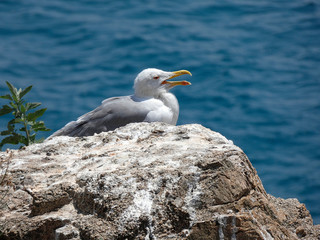 Gaviotas con el fondo azul del mar mediterráneo