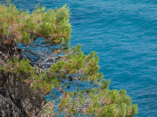 Cala de la Costa Brava catalana, azul del mar, aguas transparentes, cristalinas y frescas. Pinos que llegan al mar en sus acantilados. Costa abrupta.