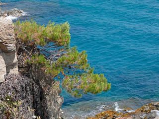 Cala de la Costa Brava catalana, azul del mar, aguas transparentes, cristalinas y frescas. Pinos que llegan al mar en sus acantilados. Costa abrupta.