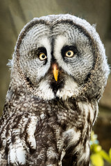 great horned owl
