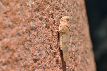 Oedipoda caerulescens (Blue-winged Grasshopper) is a grasshopper in the genus Oedipoda