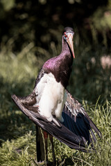 stork on grass